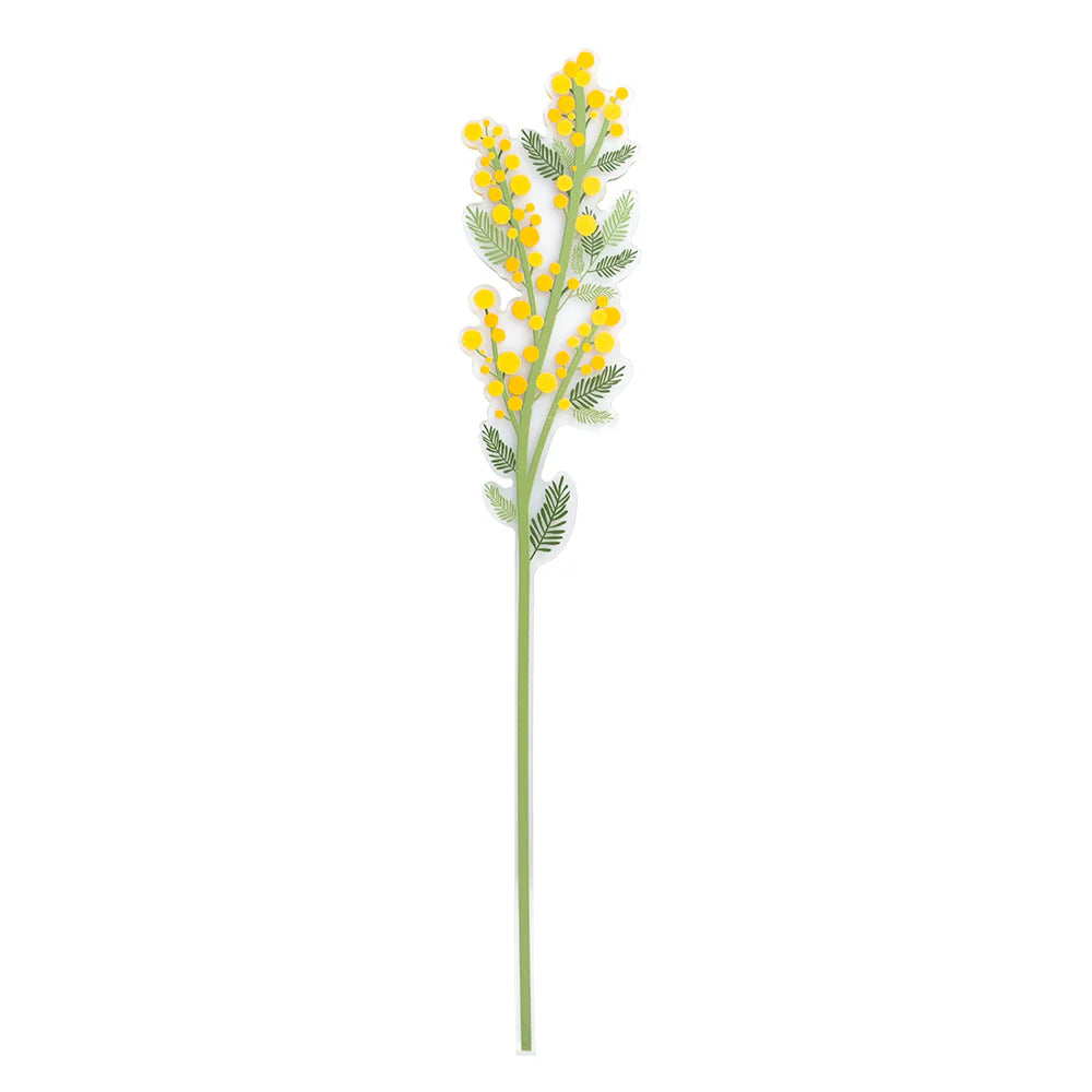 Mimosa   Piccola   Funny   Flowers   vesta