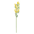 Mimosa   Piccola   Funny   Flowers   vesta