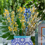 Mimosa   Piccola   Funny   Flowers   vesta