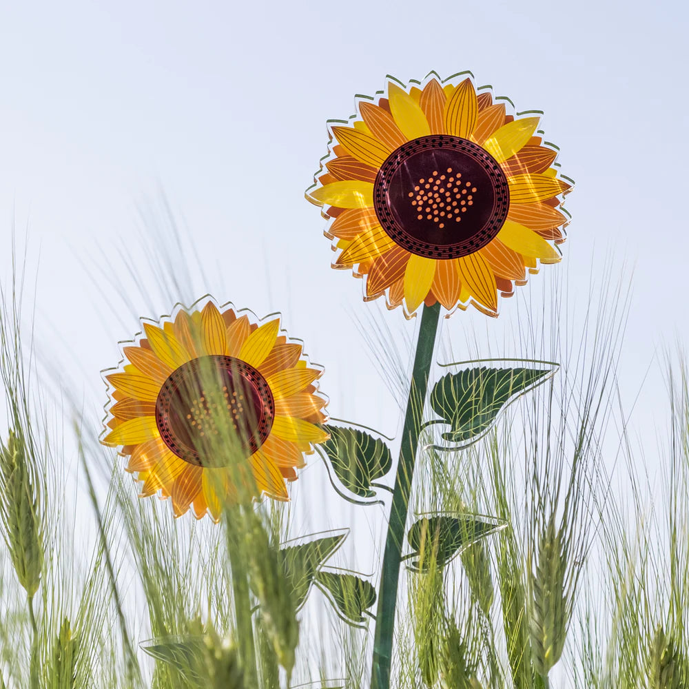 Girasole   Grande   Funny   Flowers   Vesta