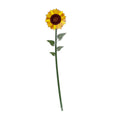 Girasole   Grande   Funny   Flowers   Vesta