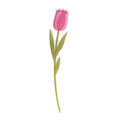 Tulipano   Piccolo   Funny   Flowers