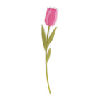 Tulipano   Piccolo   Funny   Flowers