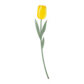 Tulipano   Grande   Funny   Flowers