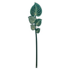 Maranta   Verde   Grande   Funny   Flowers   Vesta