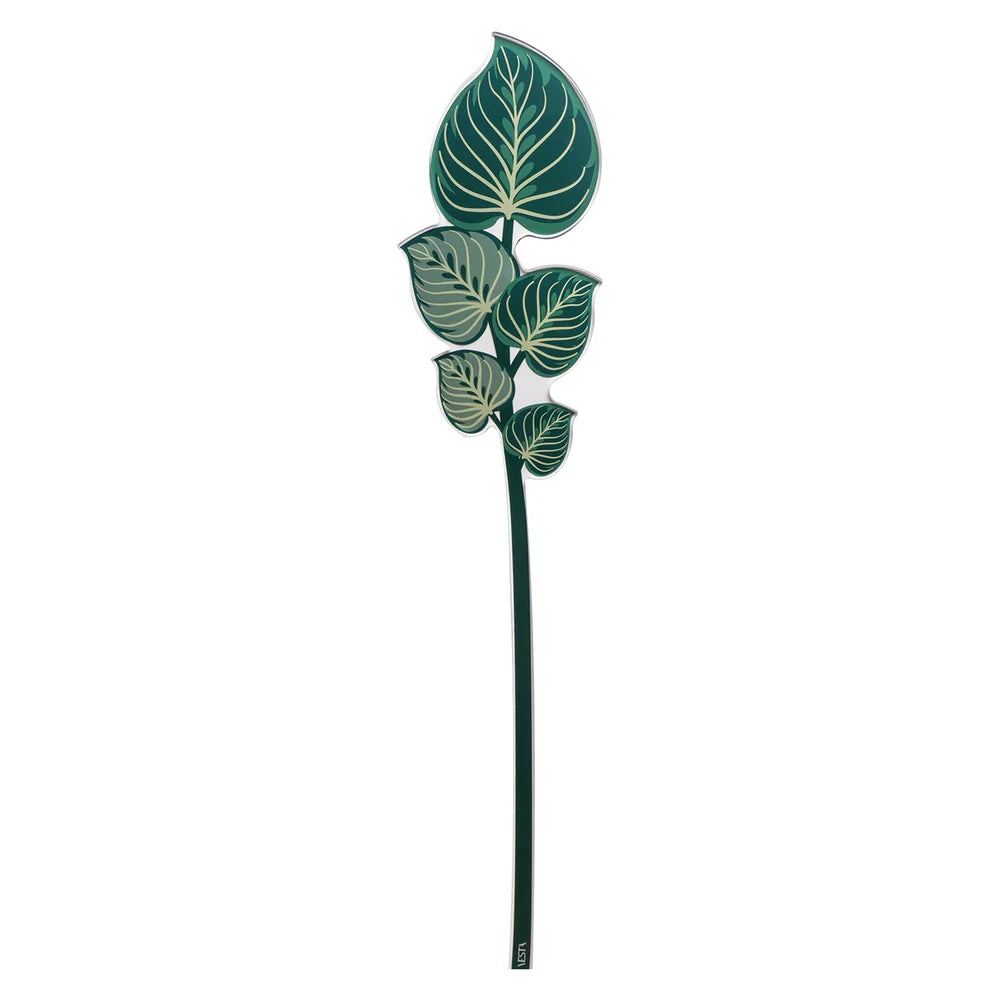 Maranta   Verde   Grande   Funny   Flowers   Vesta