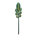 Calathea   Verde   Piccola   Funny   Flowers   Vesta