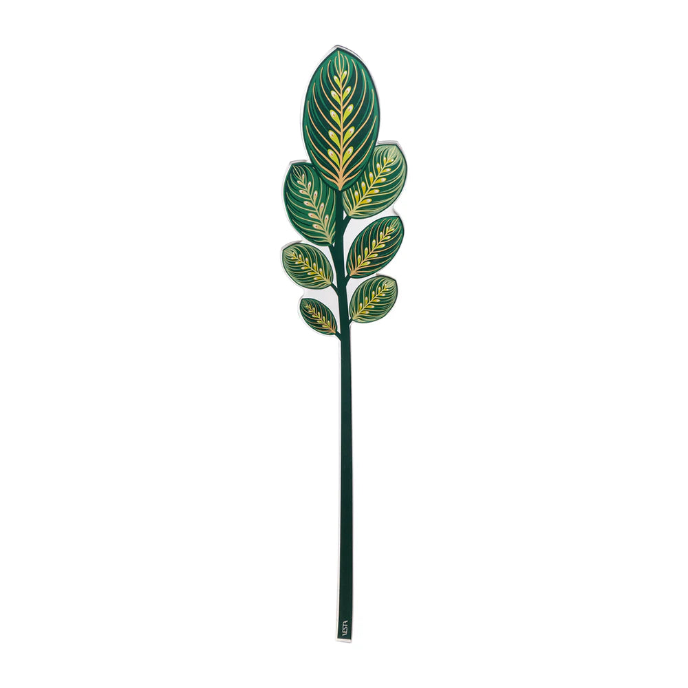 Calathea   Verde   Piccola   Funny   Flowers   Vesta