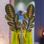 Calathea   Verde   Grande   Funny   Flowers    Vesta