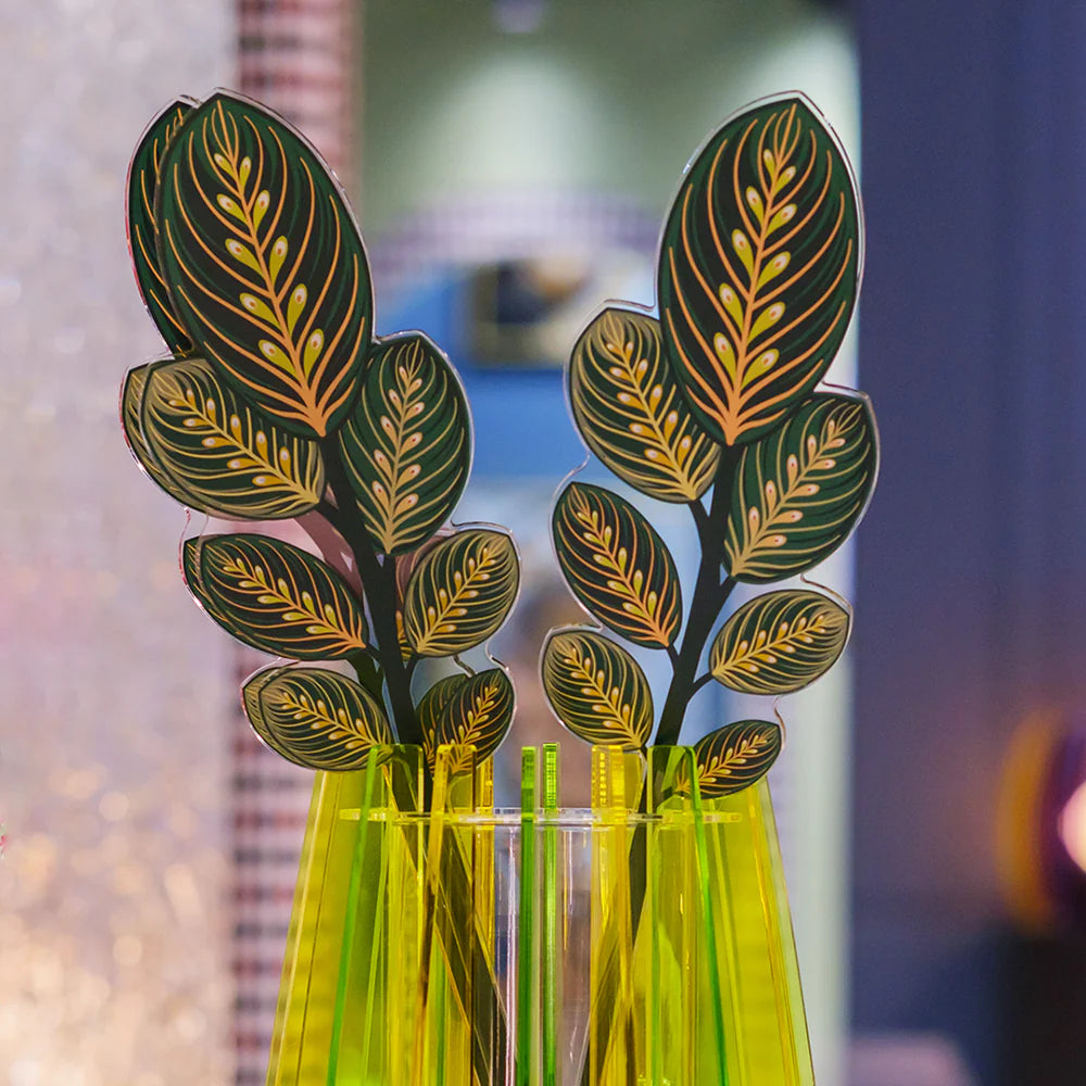 Calathea   Verde   Grande   Funny   Flowers    Vesta