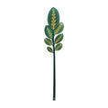 Calathea   Verde   Grande   Funny   Flowers    Vesta