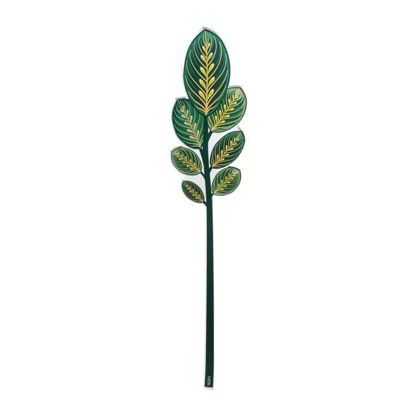 Calathea   Verde   Grande   Funny   Flowers    Vesta