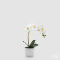 EDG Enzo De Gasperi Orchidea Phalaenopsis con Vaso e Foglie H 40 Cm Pianta Artificiale Bianco