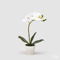 EDG Enzo De Gasperi Orchidea Phalaenopsis con Vaso e Foglie H 50 Cm Pianta Artificiale Bianco