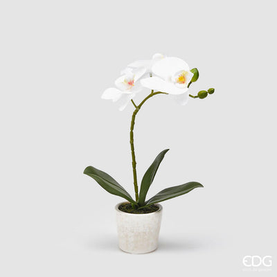 EDG Enzo De Gasperi Orchidea Phalaenopsis con Vaso e Foglie H 50 Cm Pianta Artificiale Bianco